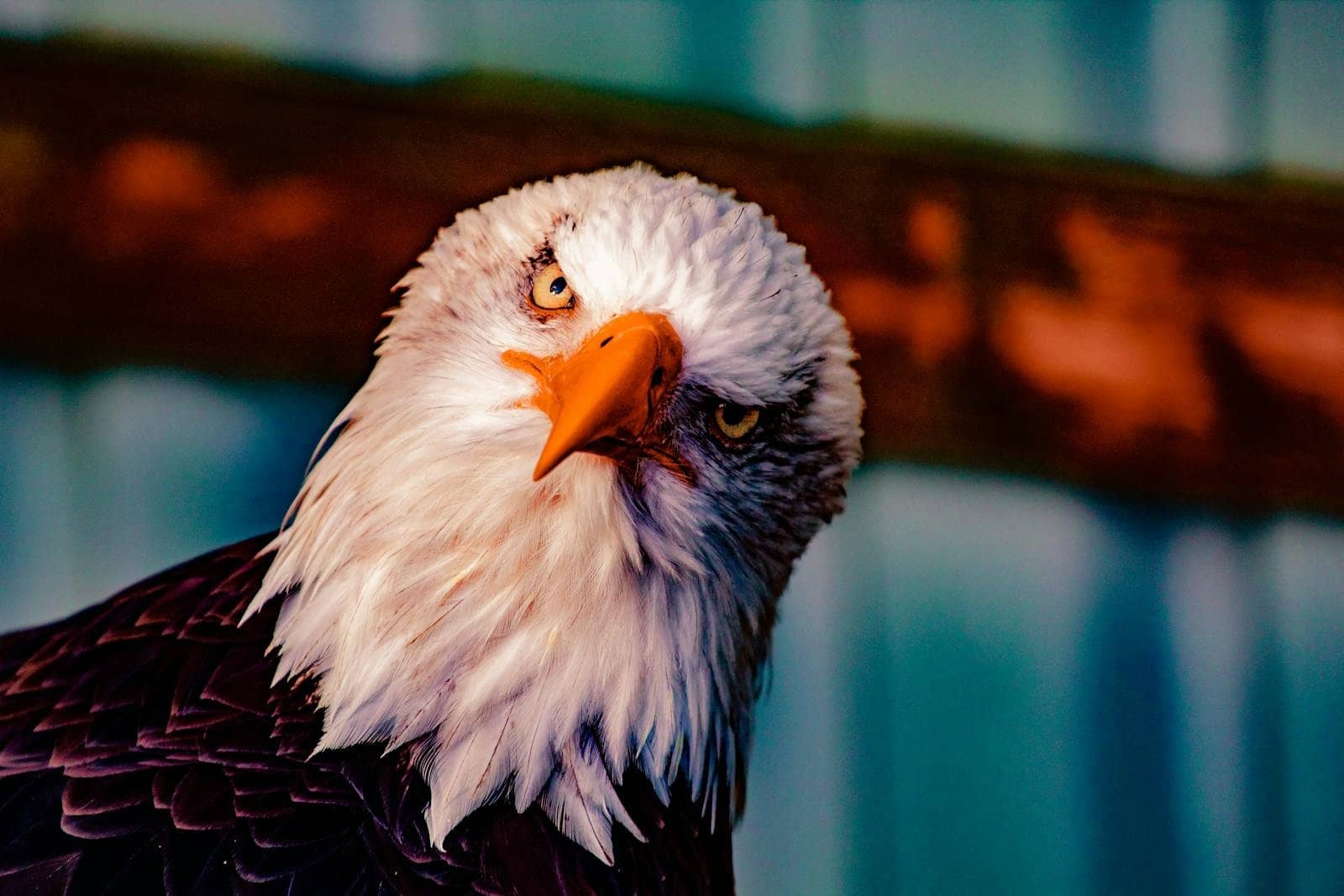 Wings Like Eagles