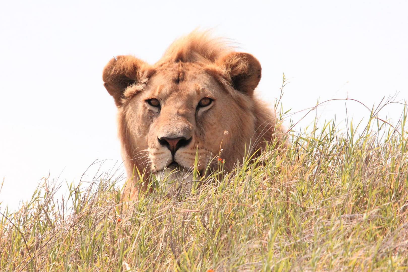 lion